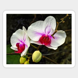 Orchid Study 10 Sticker